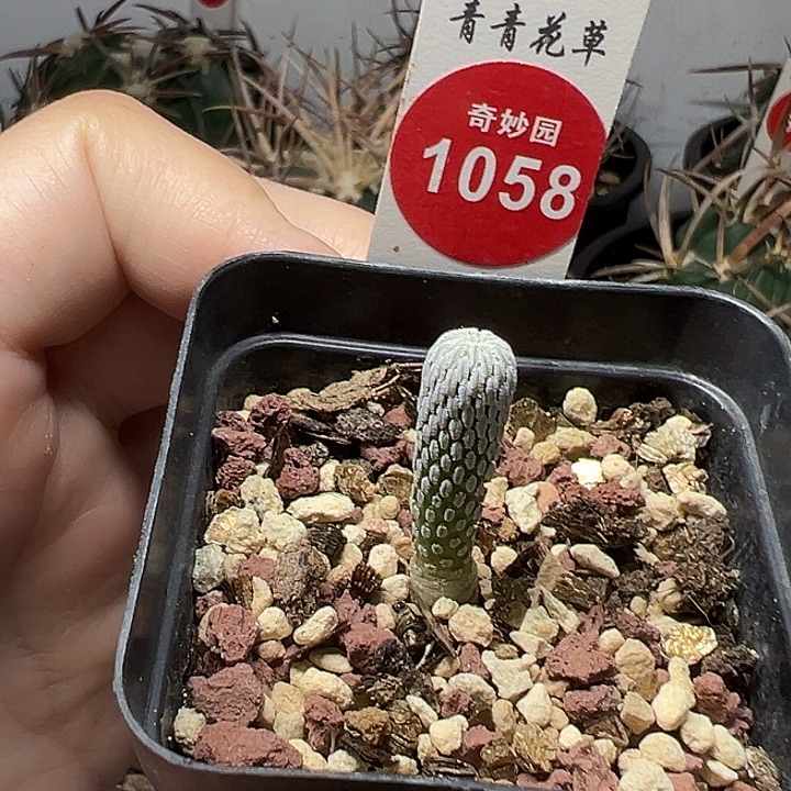 实生精巧丸0.7cm一棵仙人球