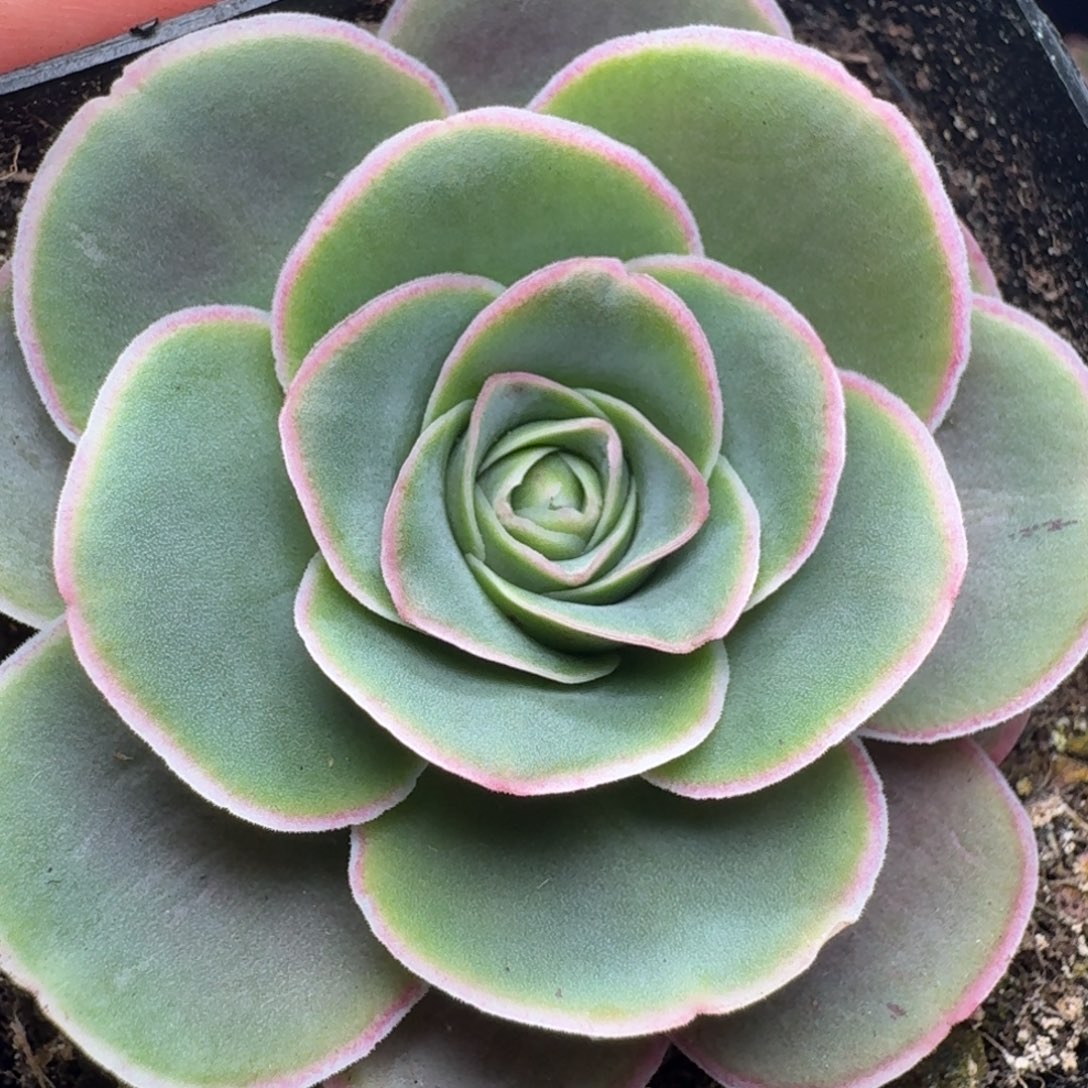 楹楹-158-冠幅 4CM