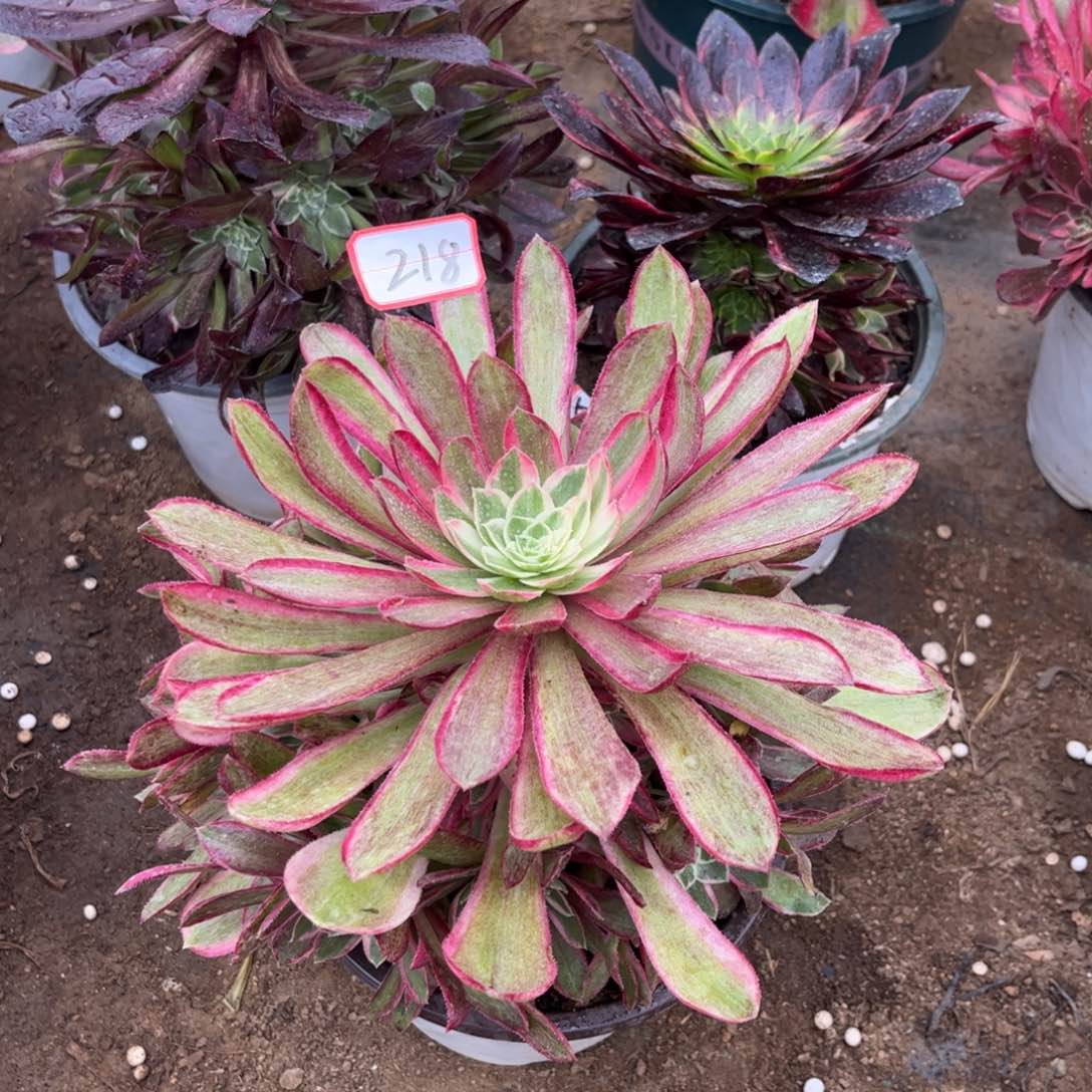 218多肉植物孔雀翎