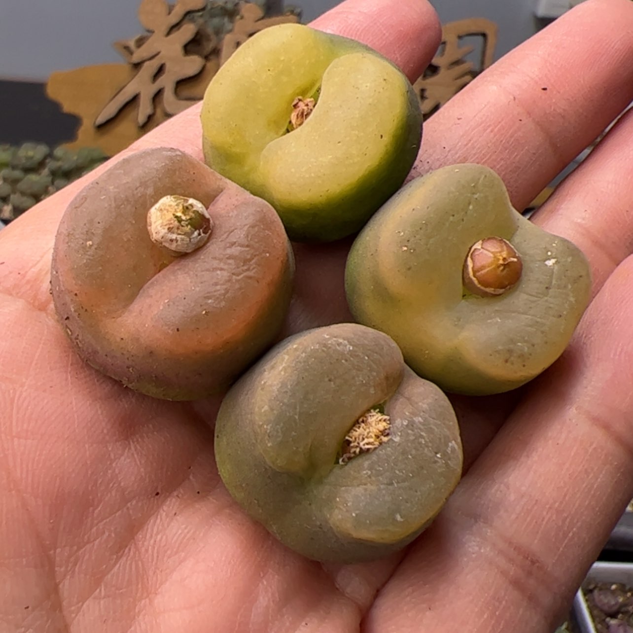 【闪购商品】0000005