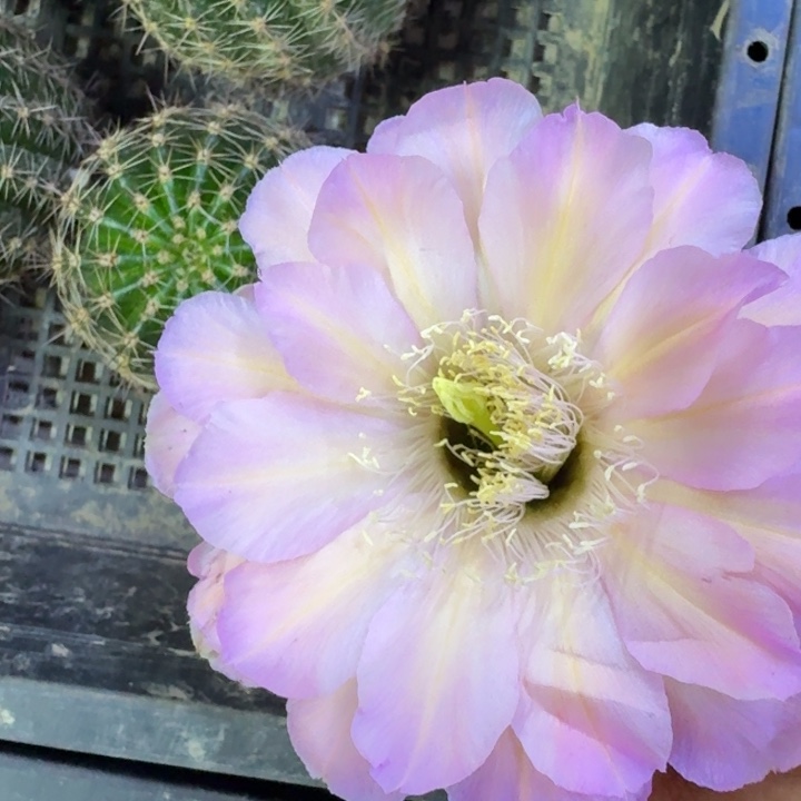 208彩草78歪4公分左右无根侧牙，20包邮