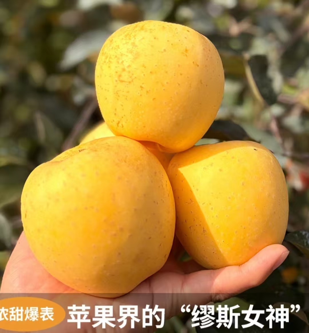 大连瓦房店正宗黄金维纳斯冰糖苹果纯甜苹果新鲜水果