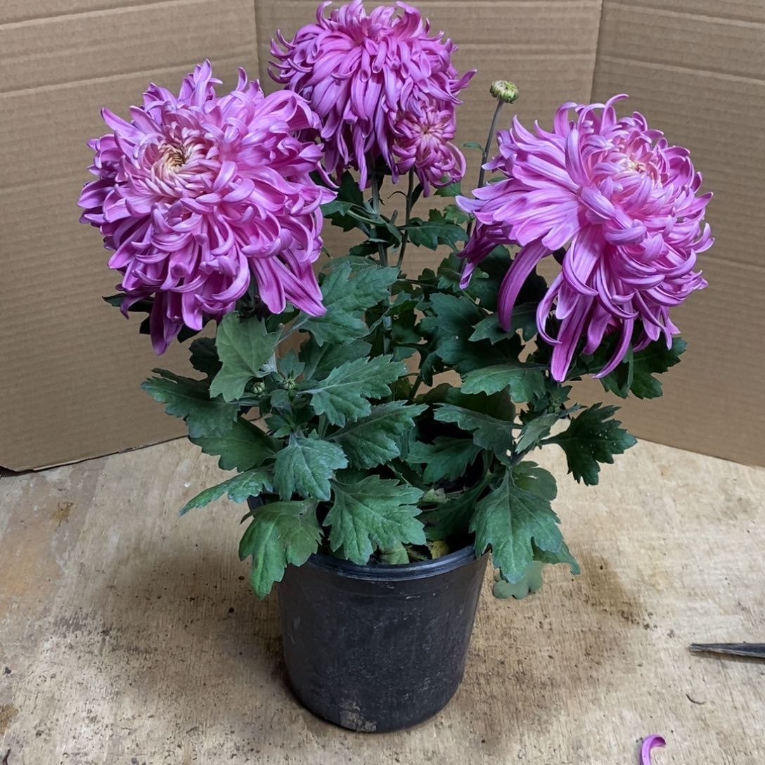 完全开放0000000591