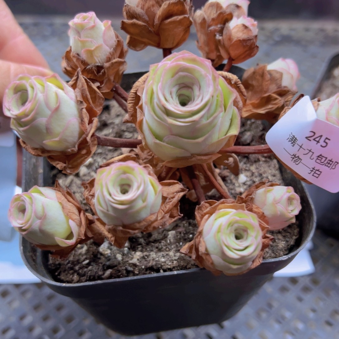 245 带盆土发货无售后