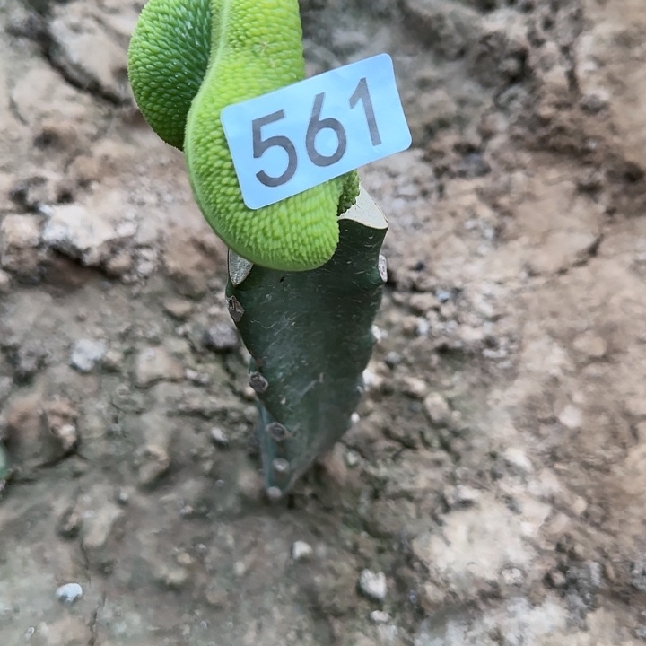 1****1嫁接青蛇缀化561