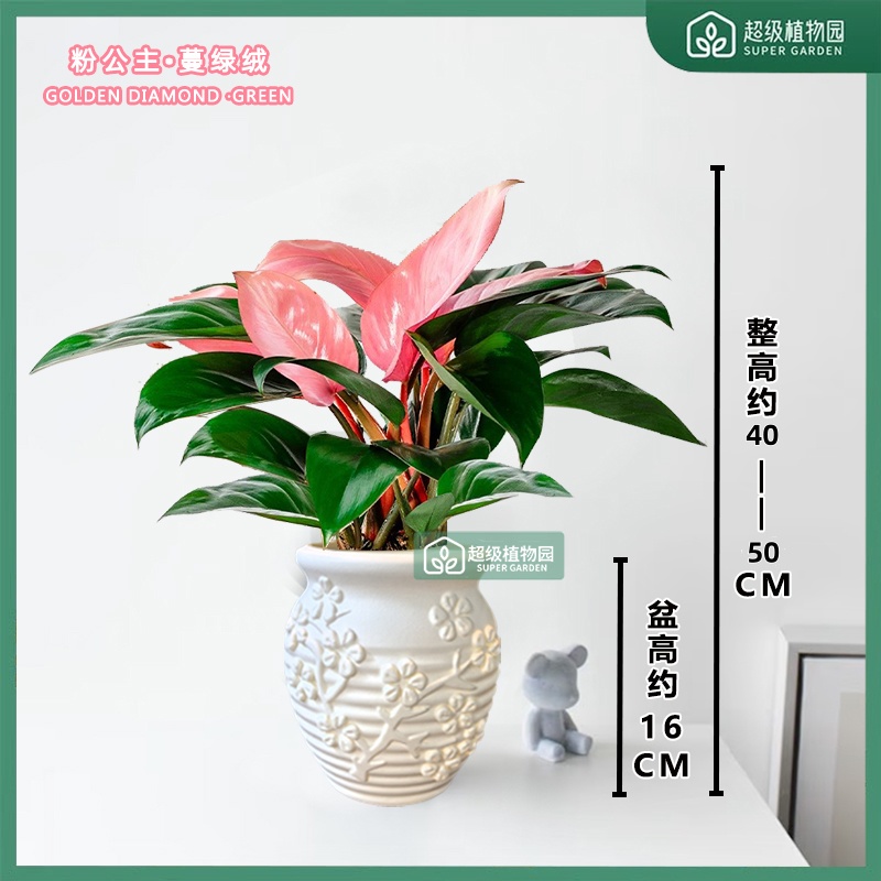 粉公主蔓绿绒盆栽客厅桌面好养净化空气桌面绿植40-50cm