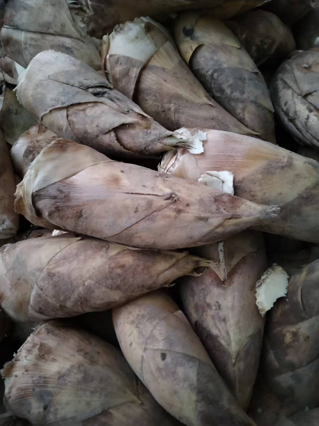 宣城本地冬笋现挖现发