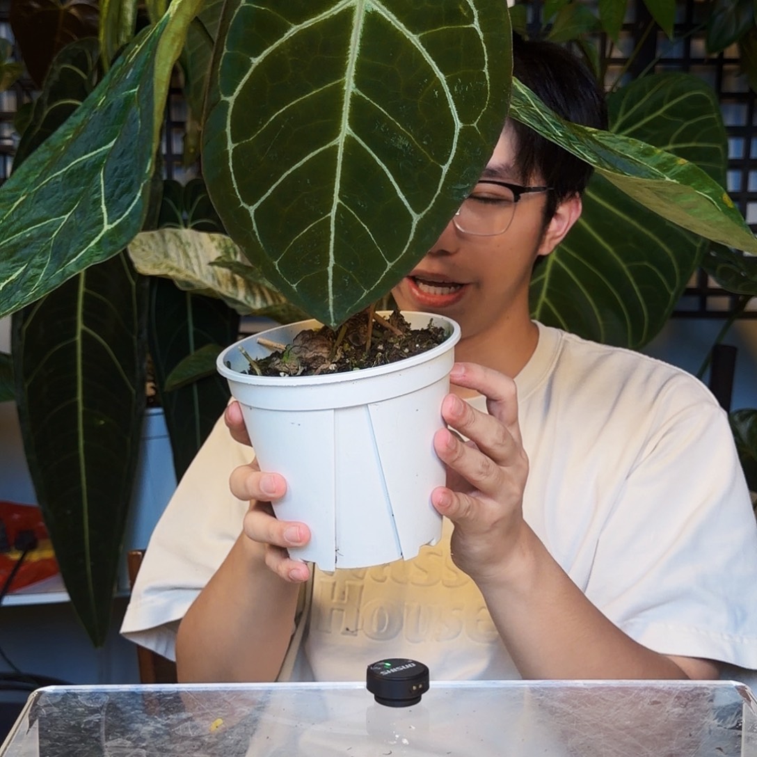 完全开放A192 南美黑水晶哥伦比亚