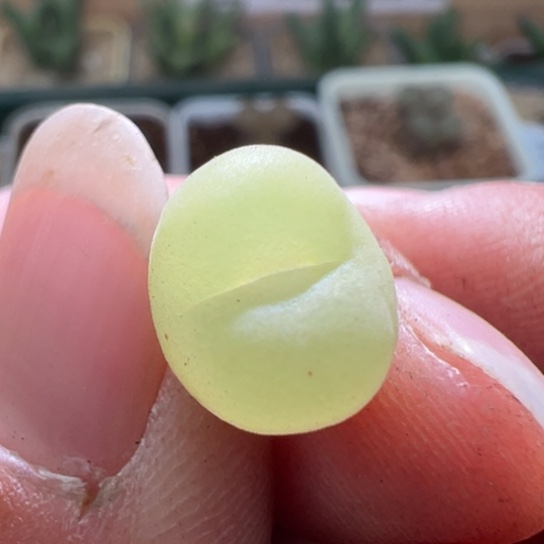 拉登小尺寸一颗918。