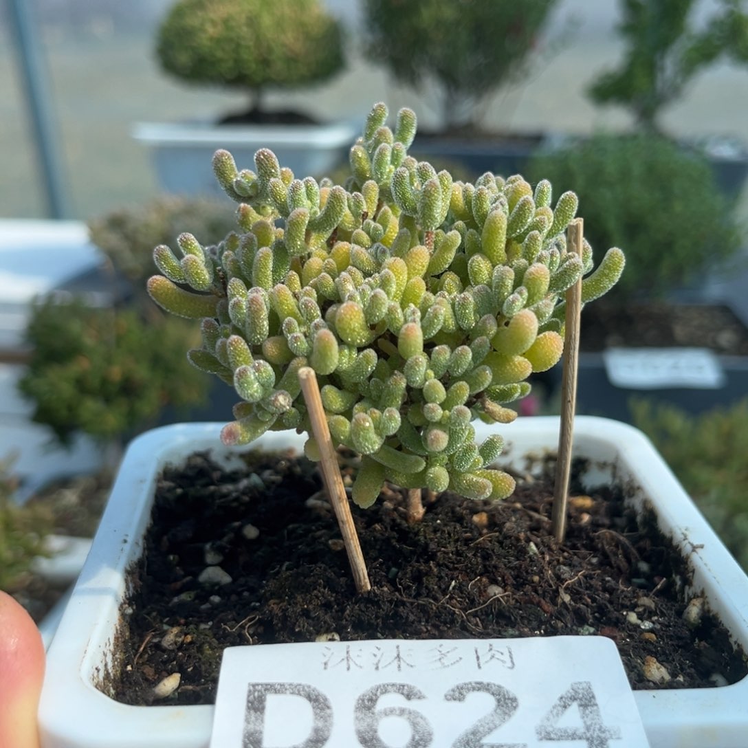 624冰杂枝脏杏哦