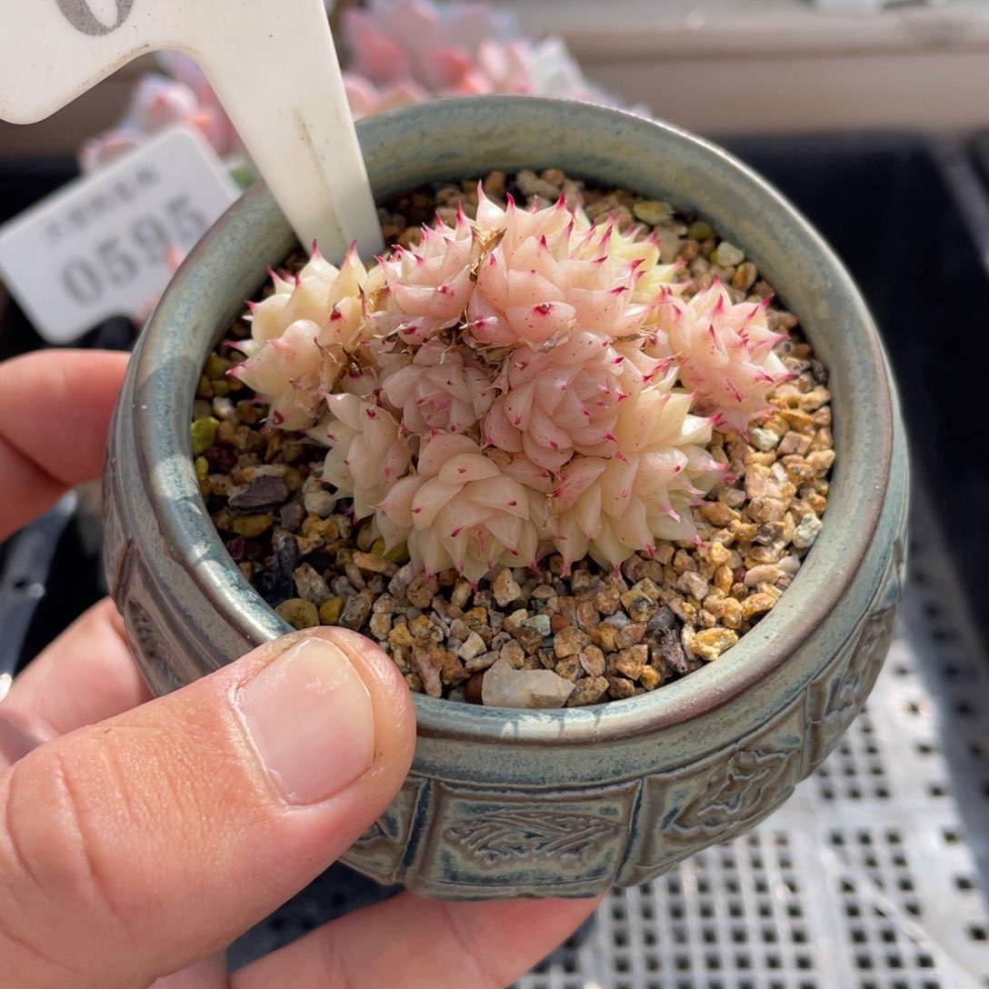 0040麦秆不带盆6厘米