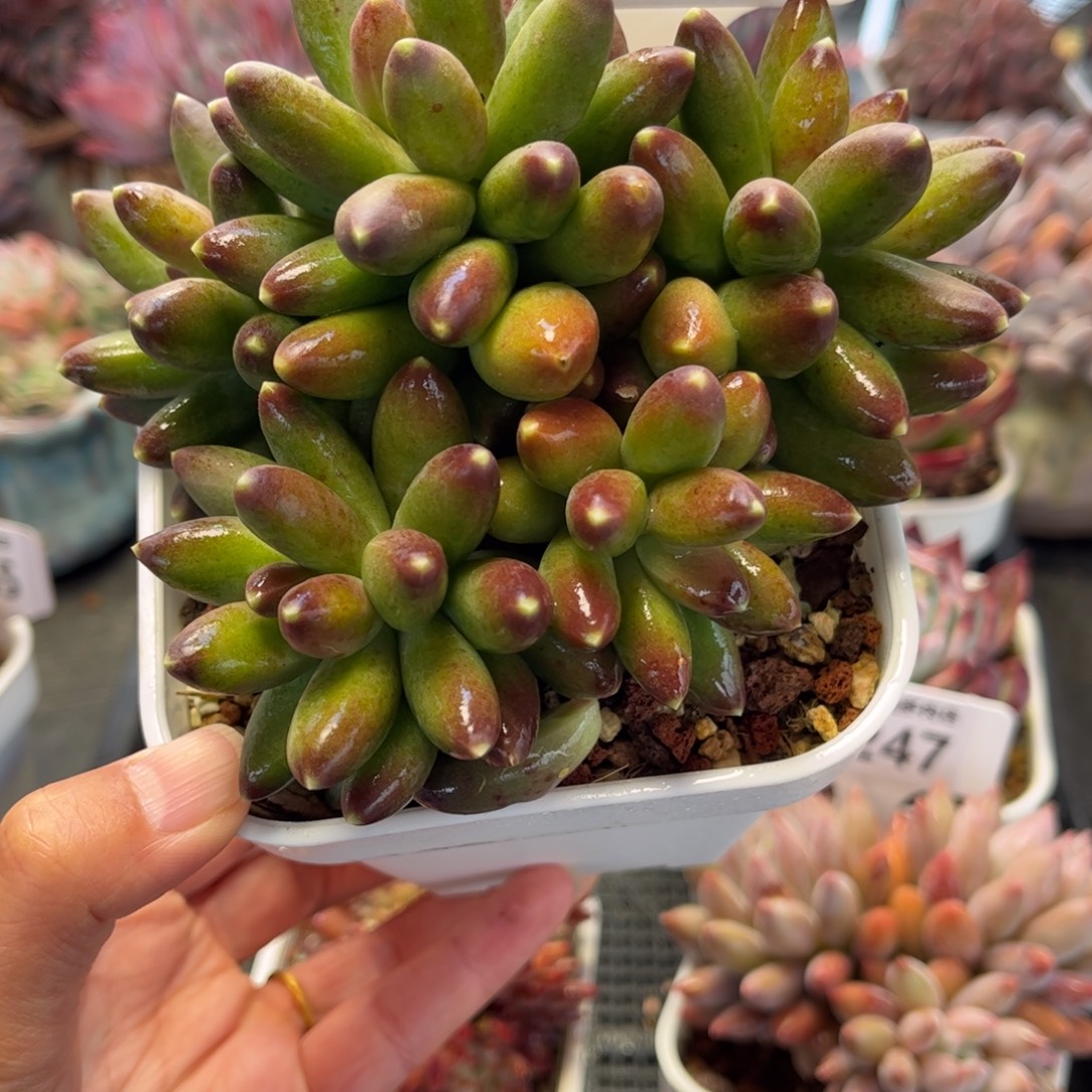 2248 满30包邮，天冷地区必拍保温箱