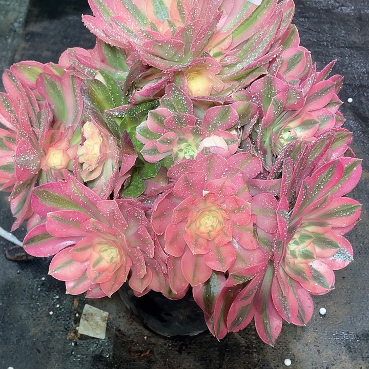 多肉法师多肉635