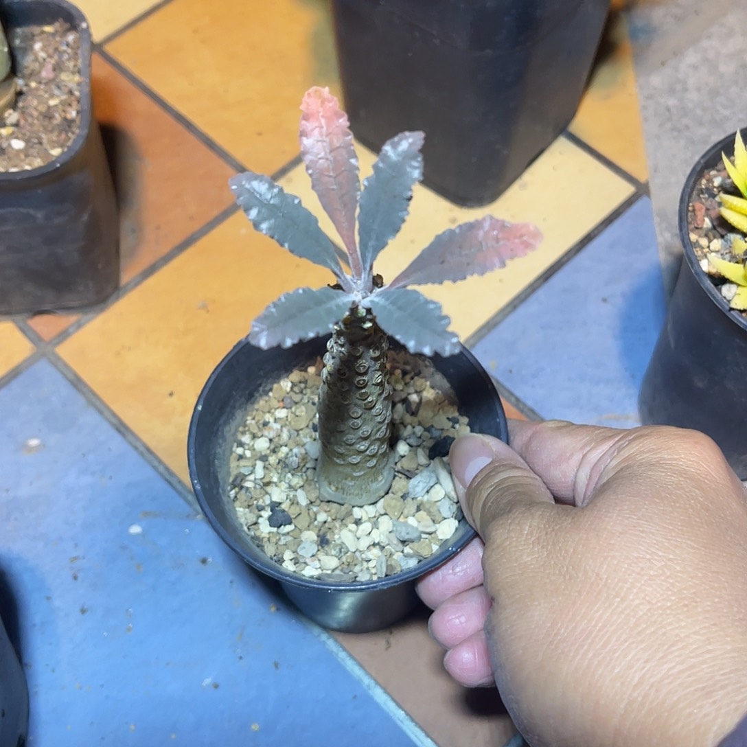 ₈***⁸椰子琉桑一物一拍