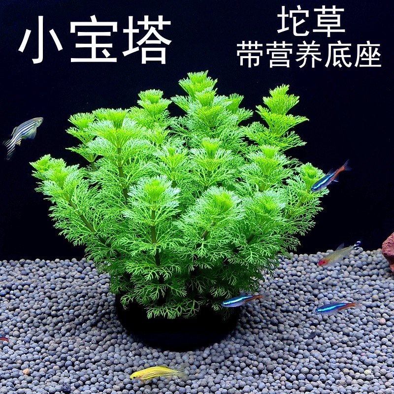 【直播福利】小宝塔坨草 净水增氧鱼缸水草真植物