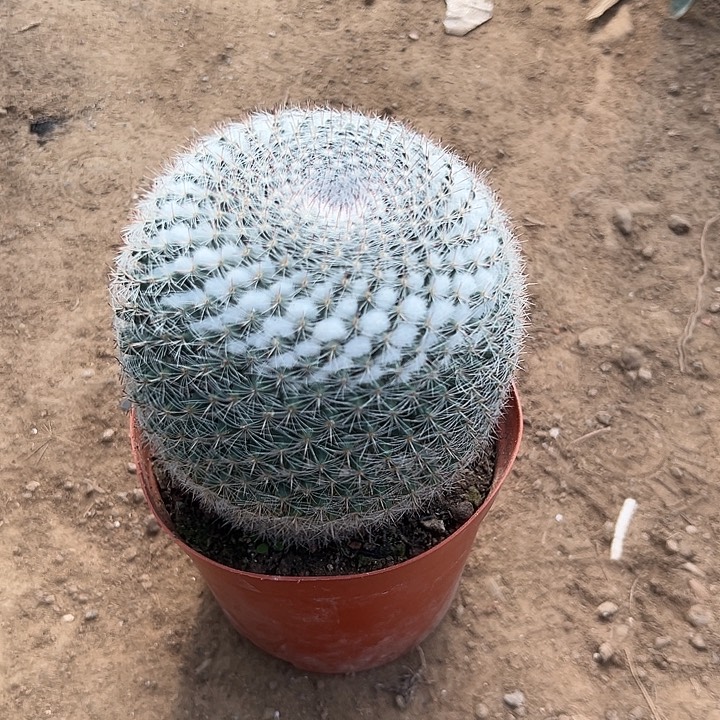 胡***。仙人球的世界杯和世界