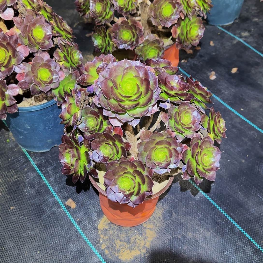 多肉植物赤焰连老庄