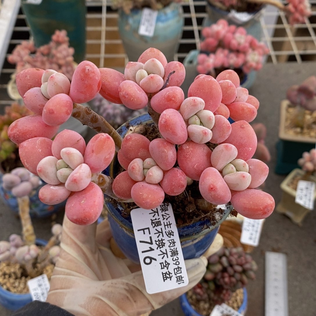 樱花洛神716/10cm