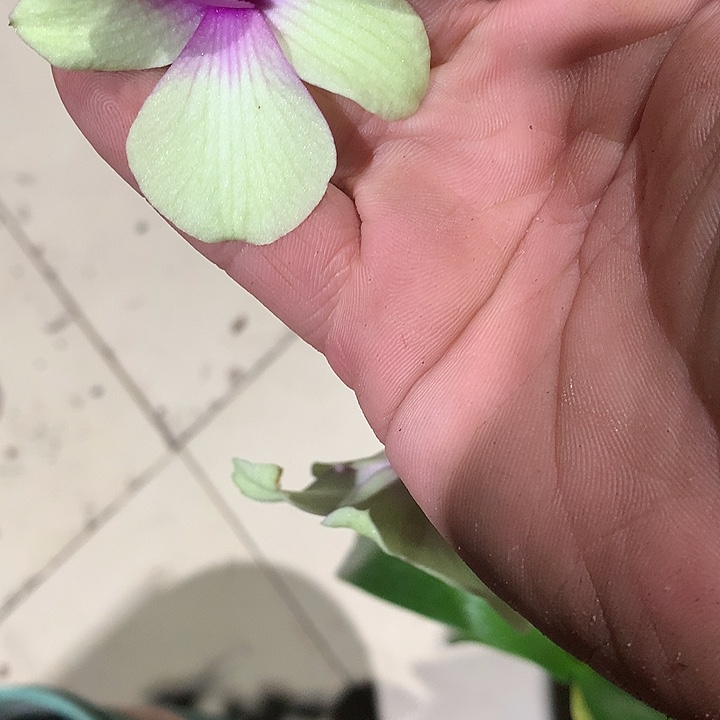 完全开放粉金玉花后苗2苗裸根花叶不包损