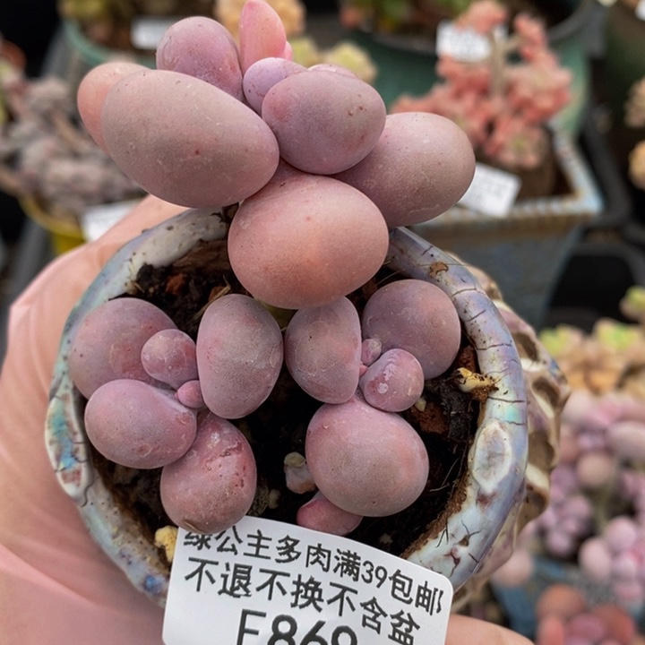芭比奶洛老桩869多肉植物