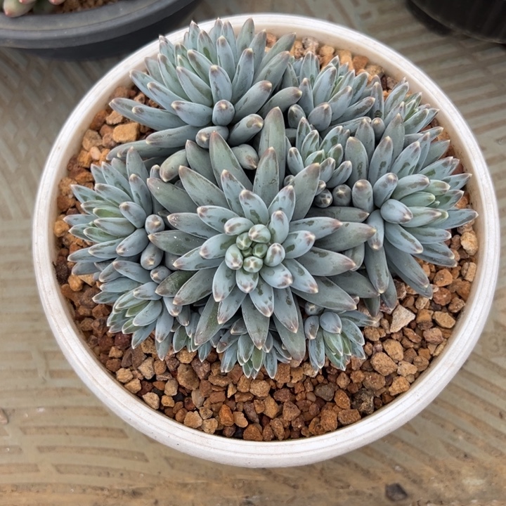 白体伊卡鲁斯自然群花落专拍寄养