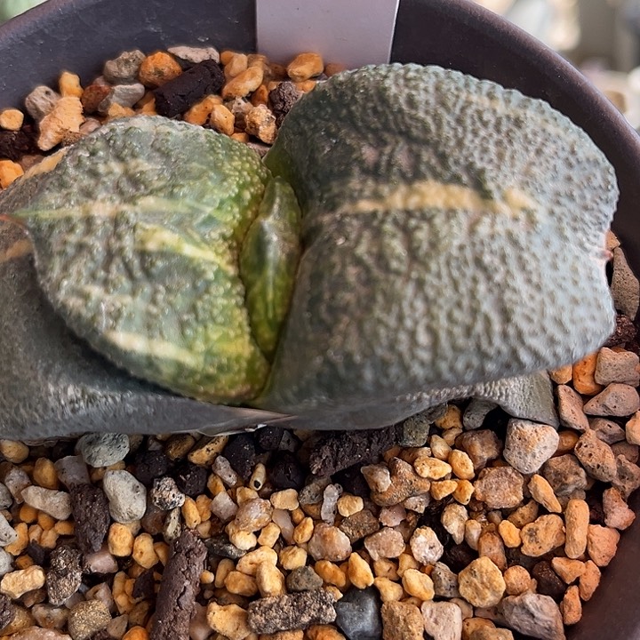 049脱土发货111111111