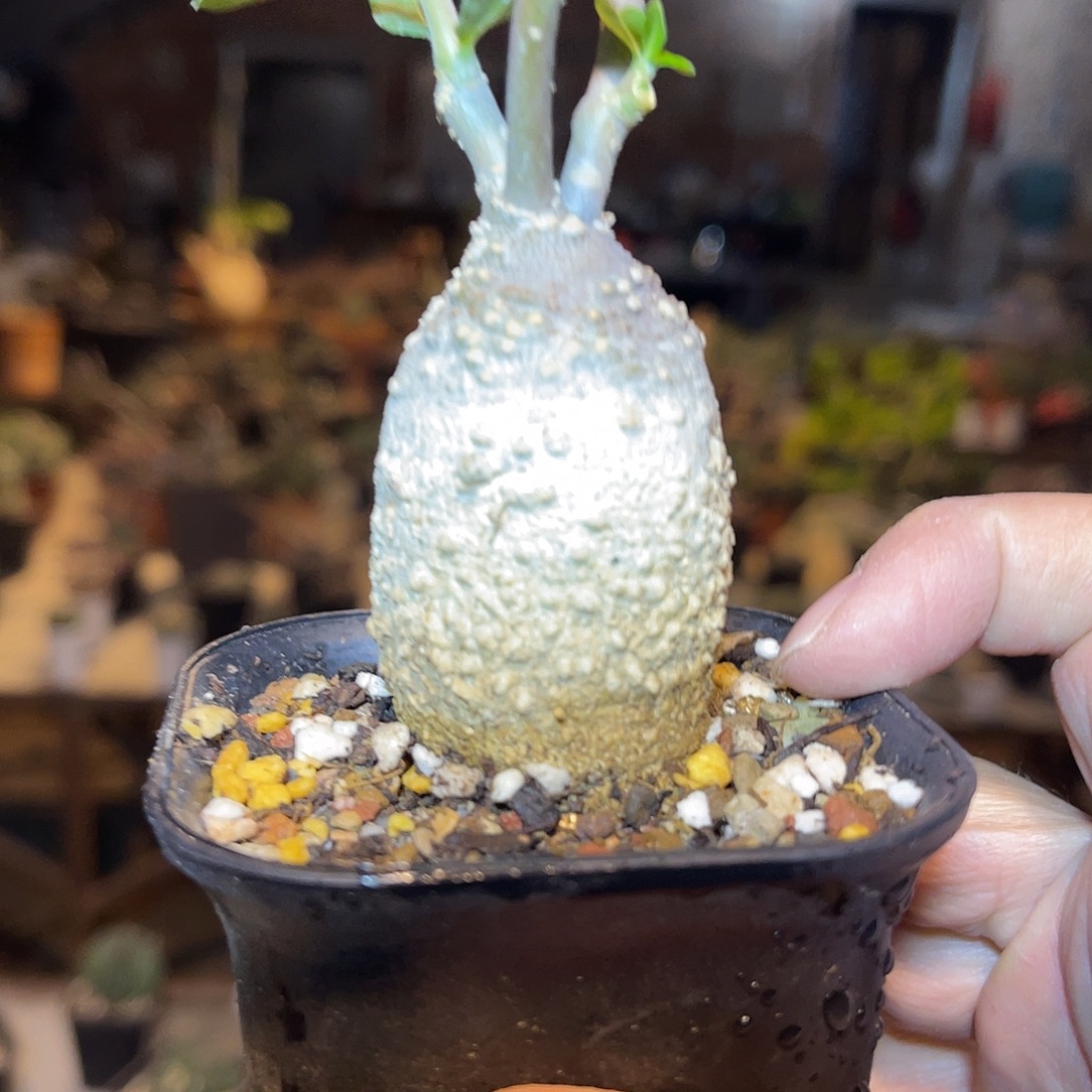 实生火星人块根一物一拍