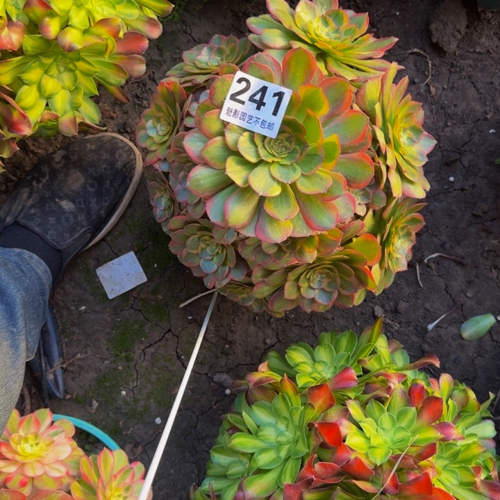 火狐花27-23包邮花花