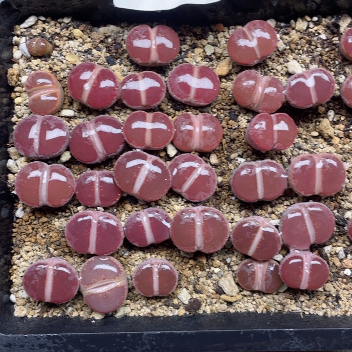 509ko比利时母本一颗