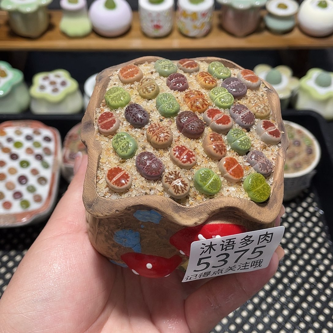 带盆土植物 一物一拍5375