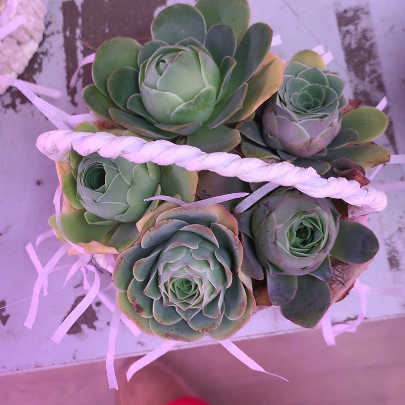 【闪购商品】安*篮子698