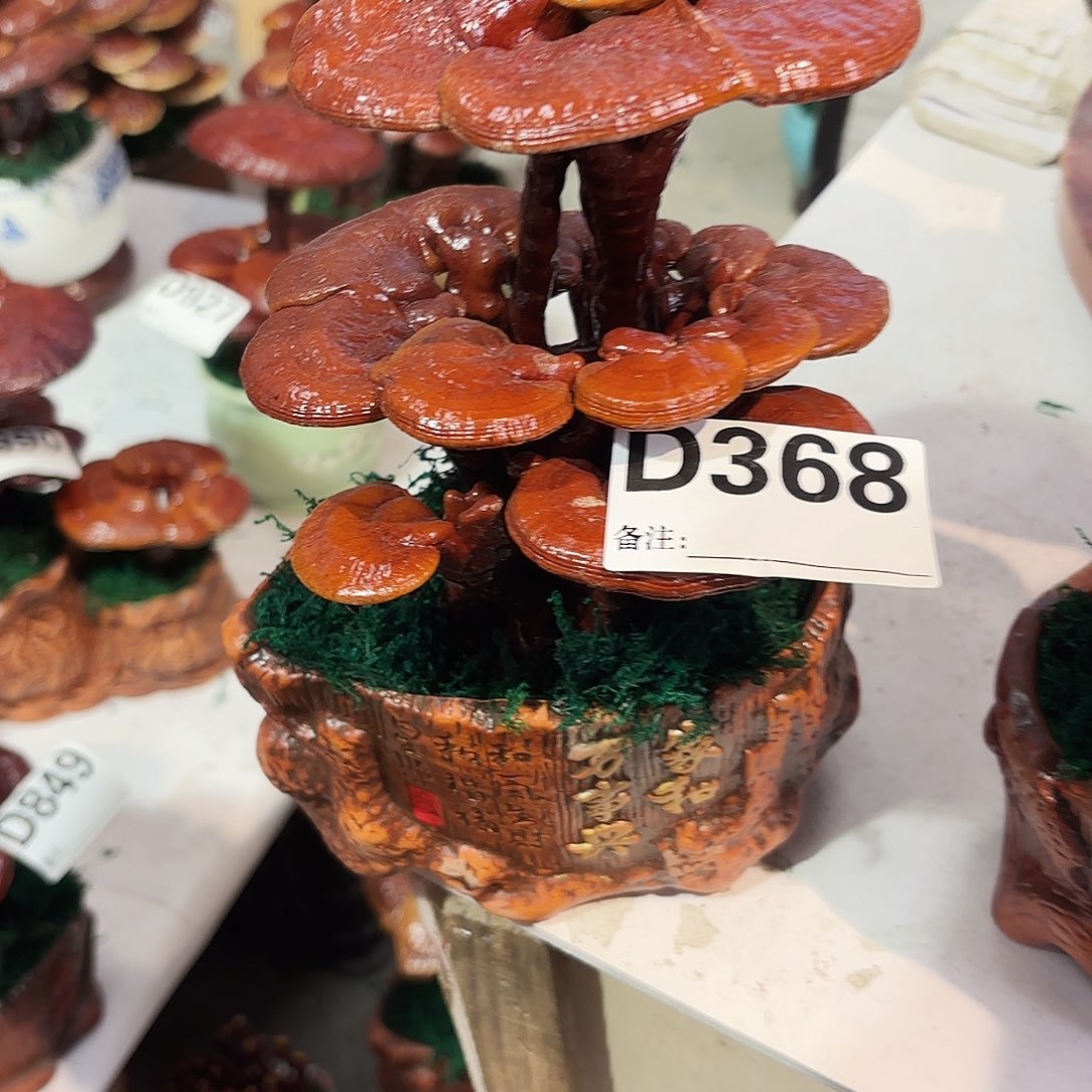 无花朵灵芝55555555555558886655