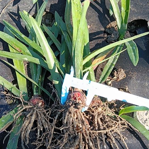 无花朵双黄，皇冠2-3发一个