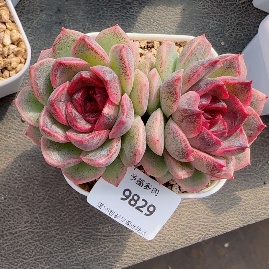 黑果糖，9829多肉植物