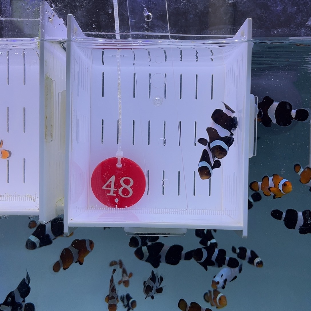 海水鱼暗黑4.5左右