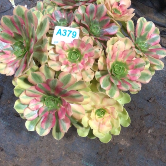 徐***风无花朵雨荷法师多肉植物379号