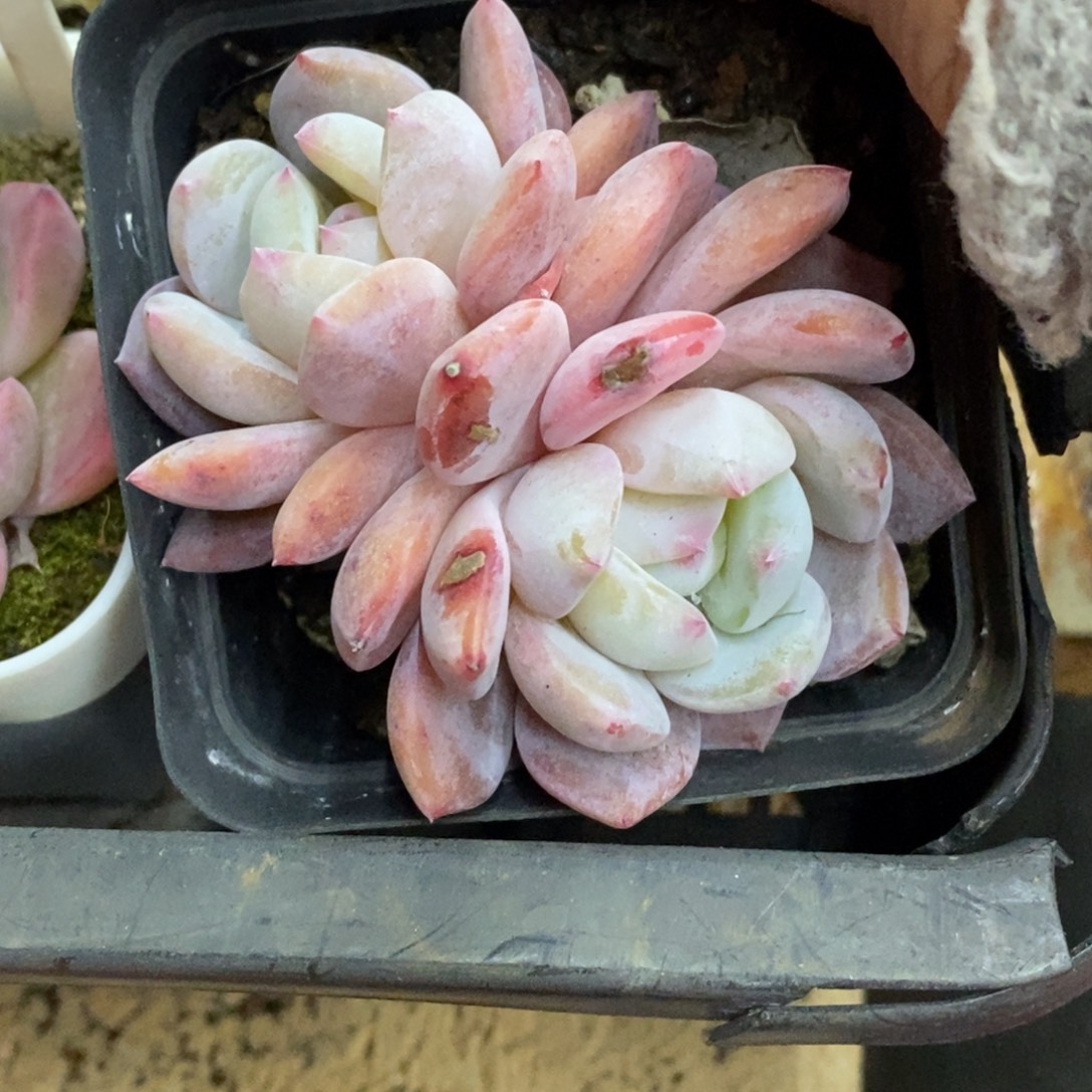 精品多肉一物一拍不包整111