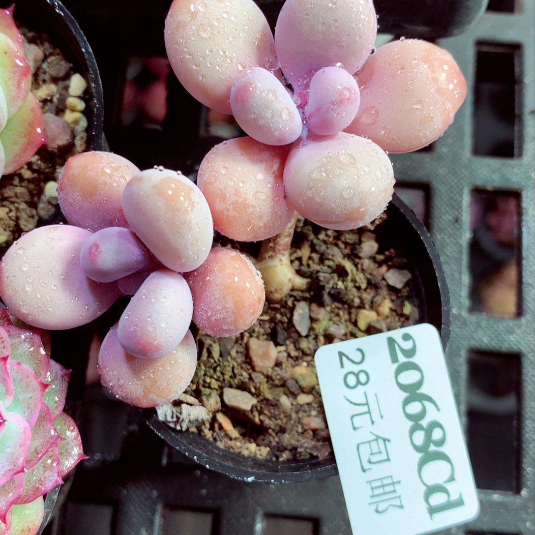 5厘米盆精控多肉2068