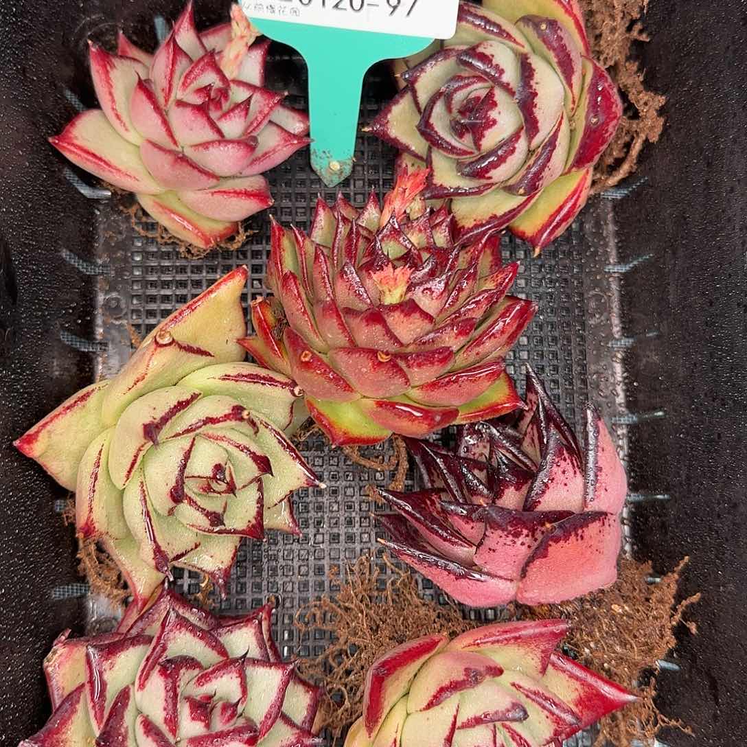 从前慢花园精选0120-97