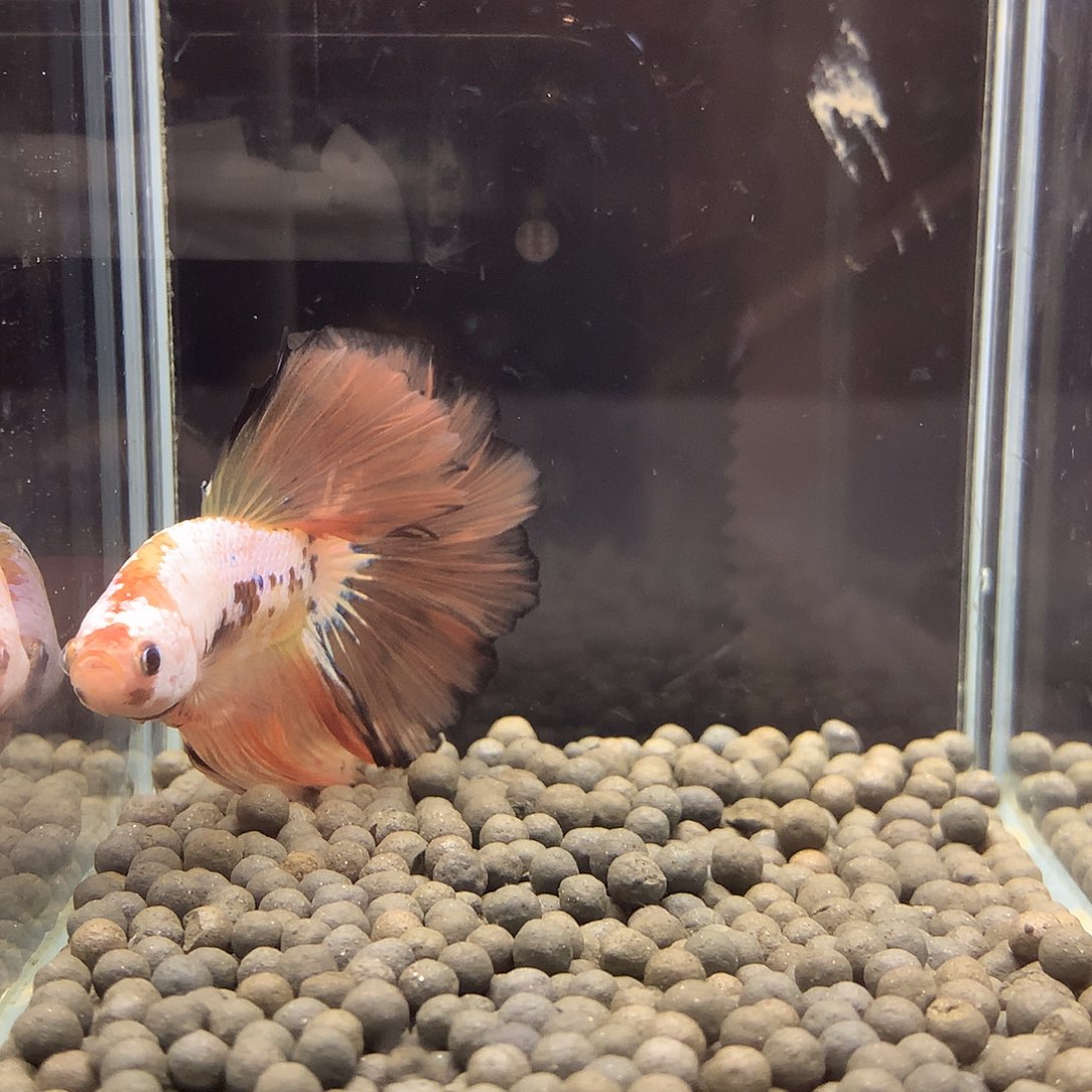 海水鱼七弟泰国斗鱼12