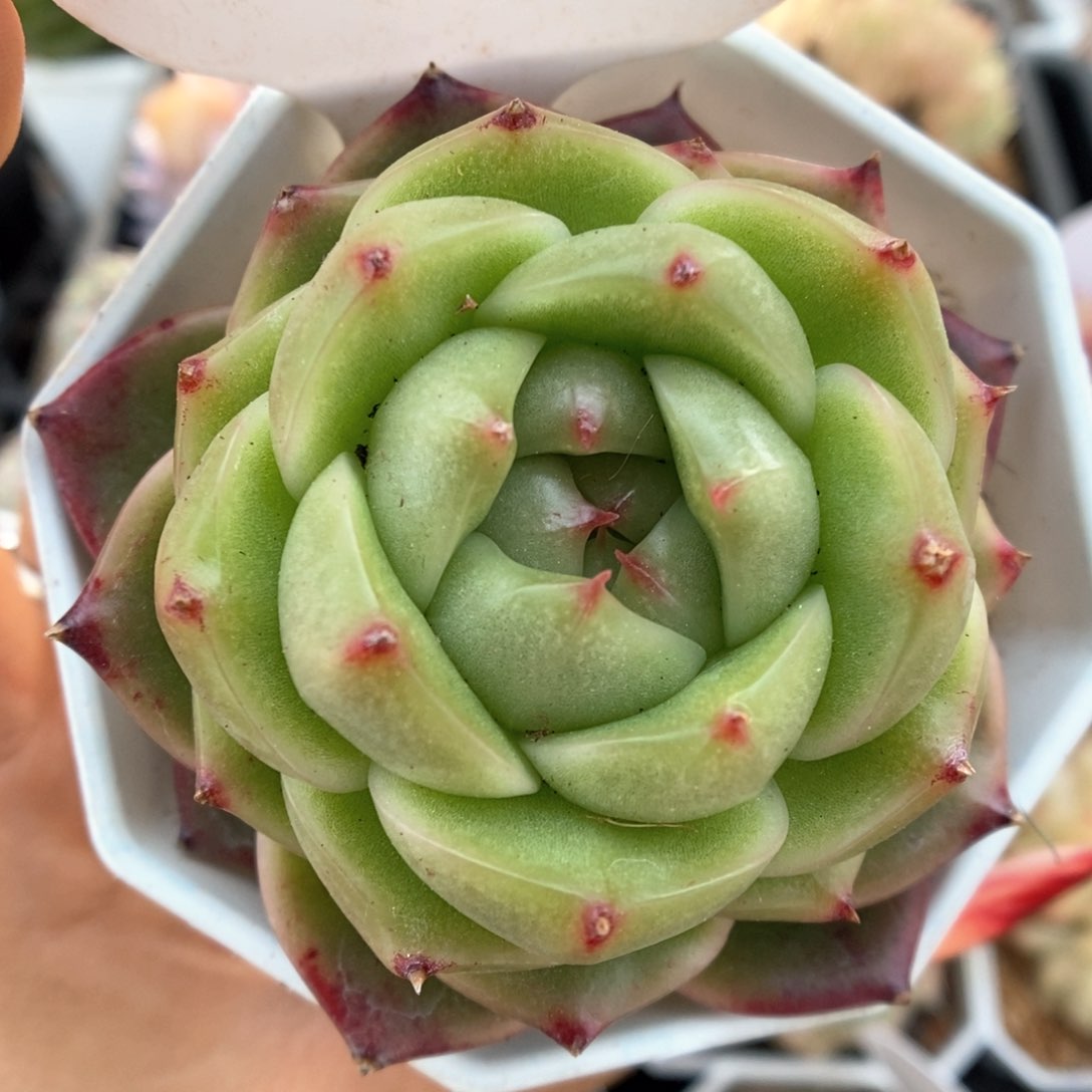 油透珍妮可拍580号。 