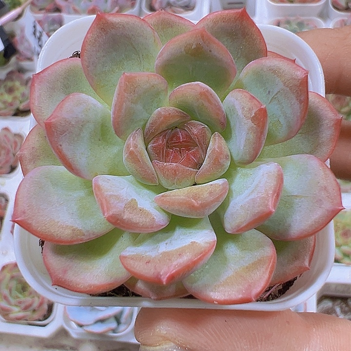 琴心19包邮多肉植物