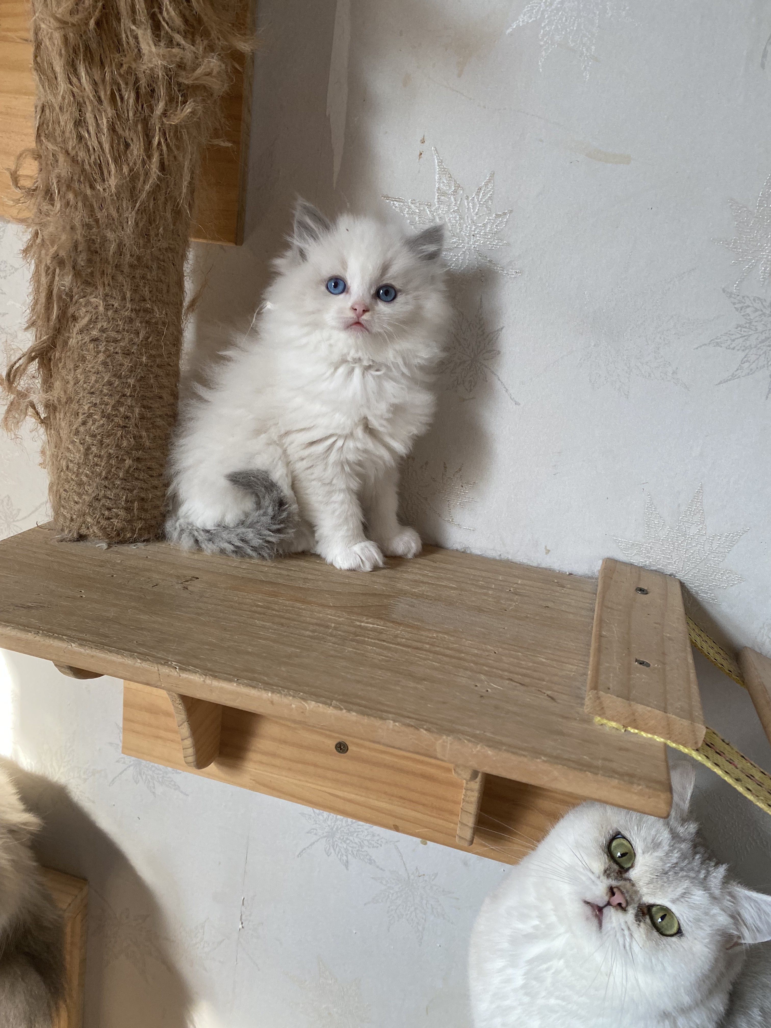 春哥说猫只说好猫咪