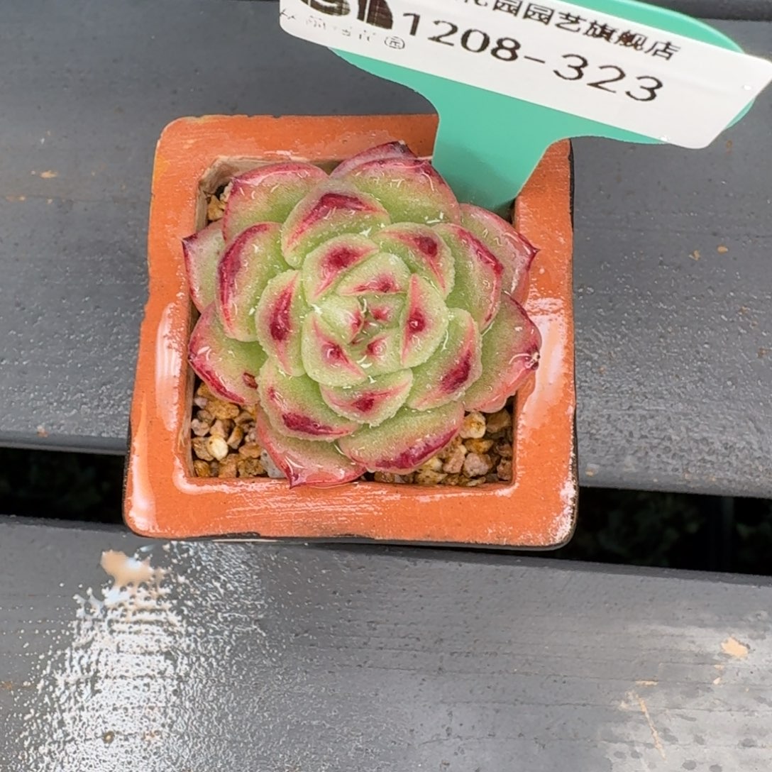 从前慢多肉精选编号1208.323