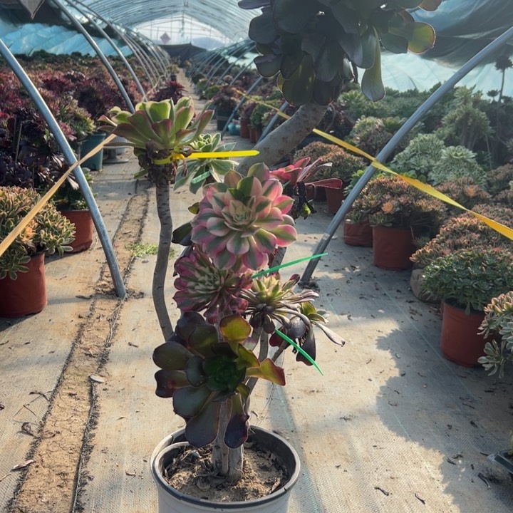 60巫毒多肉多肉多肉多肉