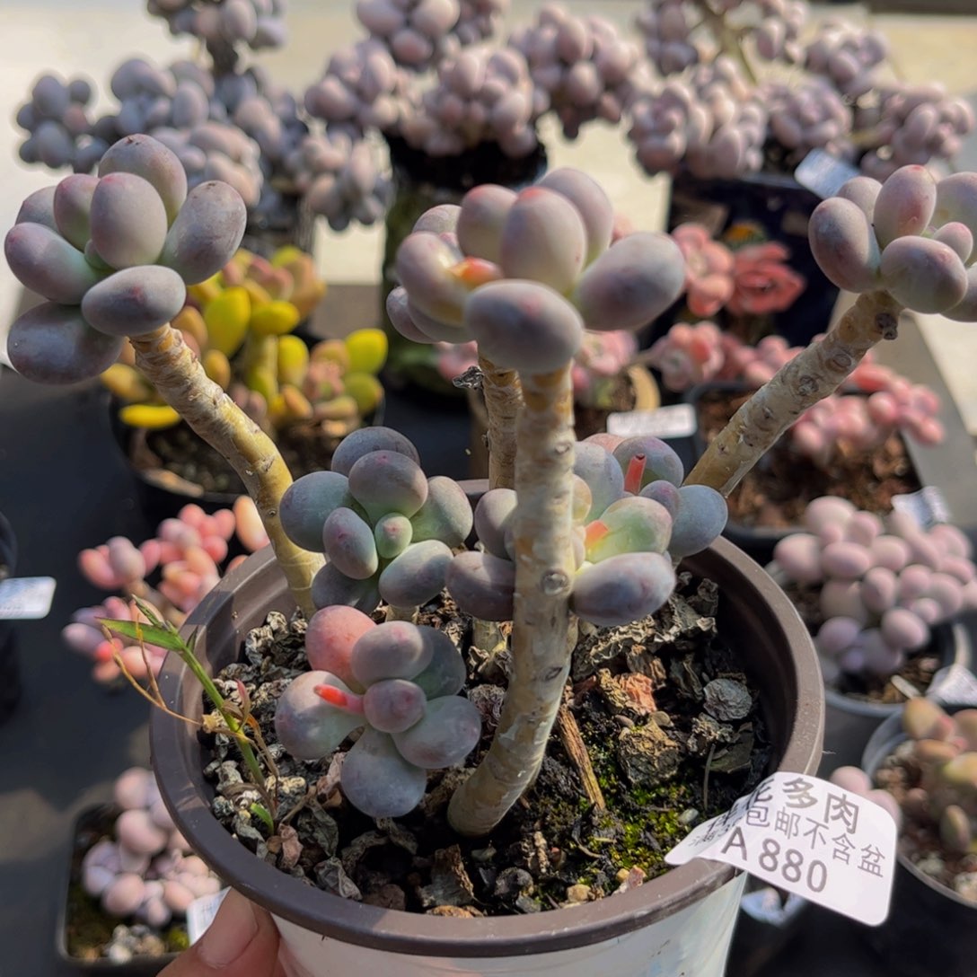 880/12cm苹果奶多肉