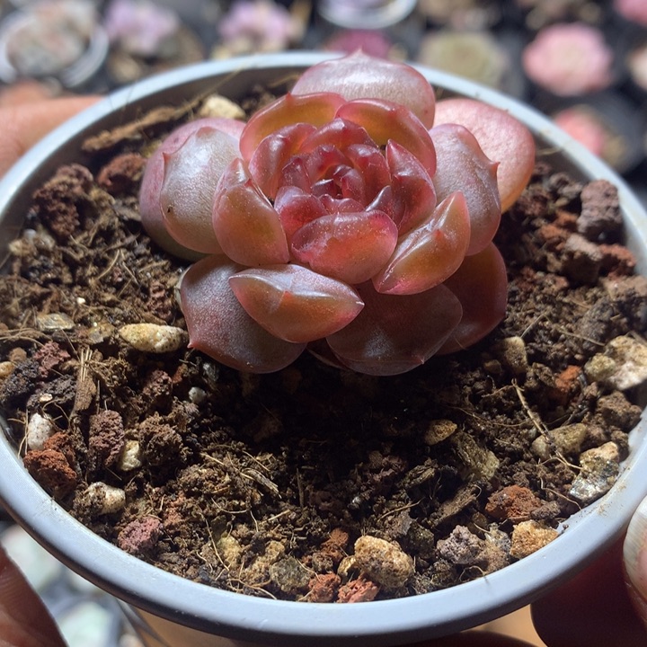 红色恋人一物一拍