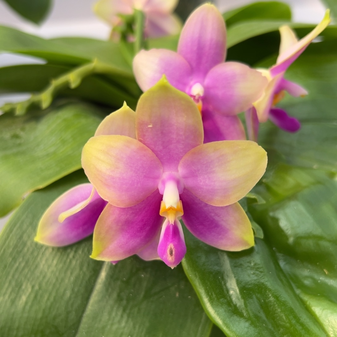 完全开放4.5寸林蓝贝交弥陀白虎 双苗