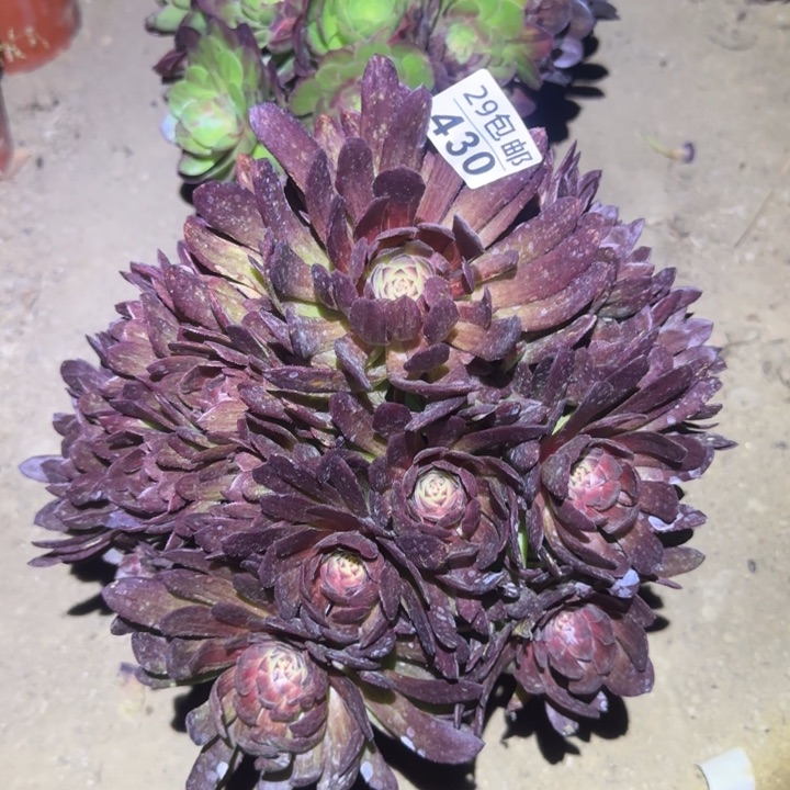 红丝绒……多肉植物的
