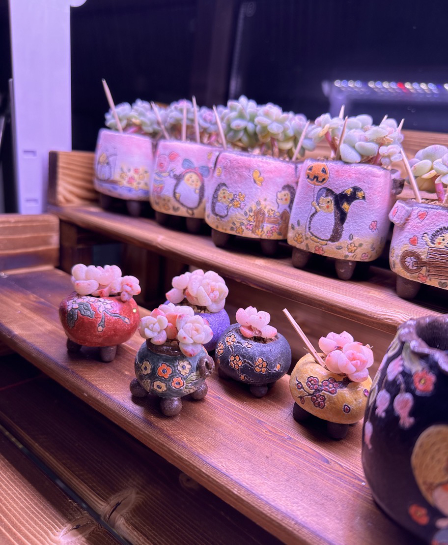 多肉手绘花盆，一物一拍。